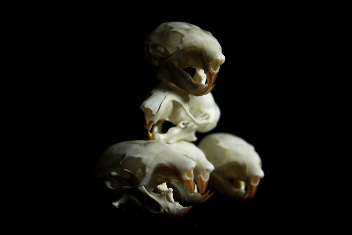 Red Squirrel Skull