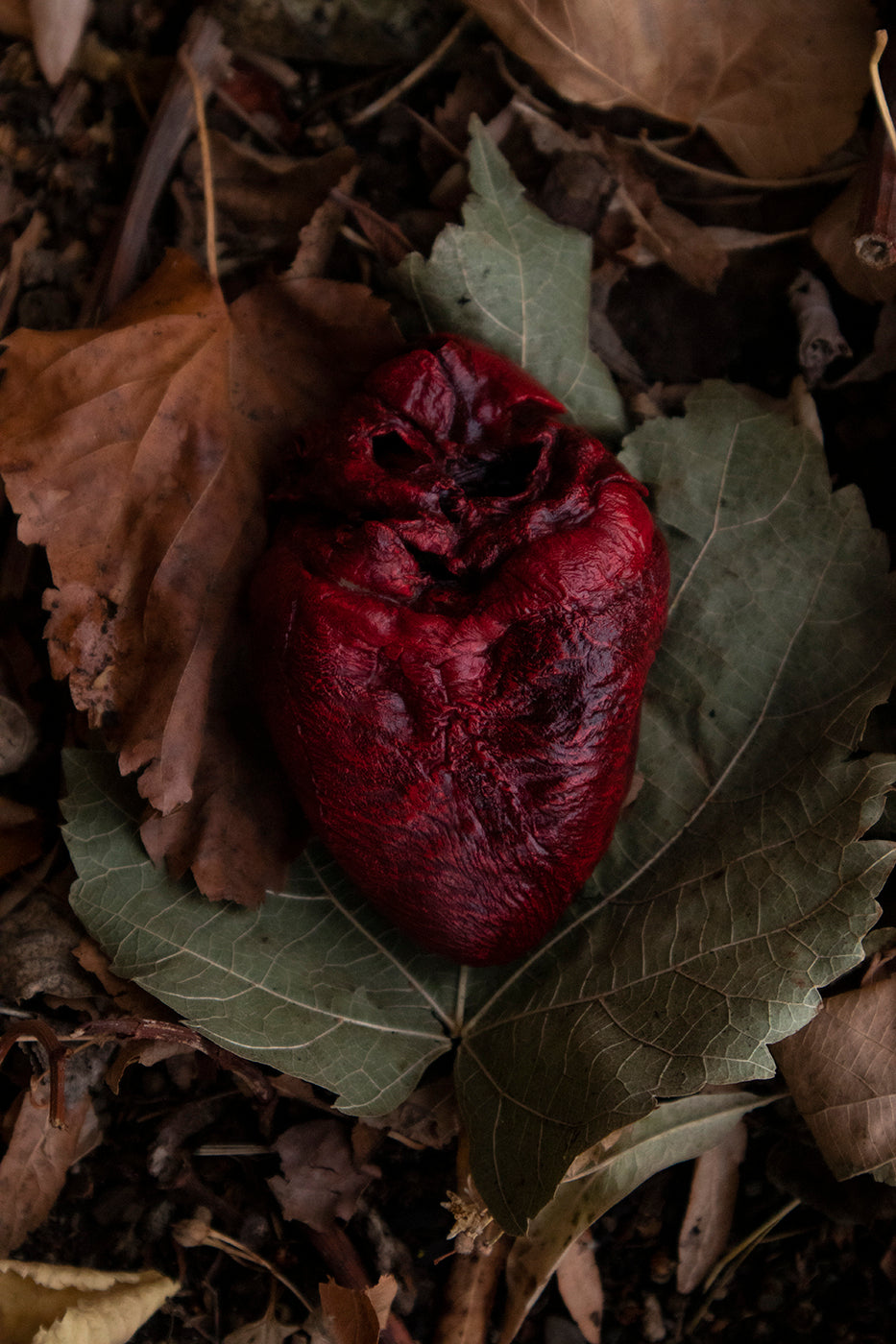 Dry Preserved Mountain Lion Heart