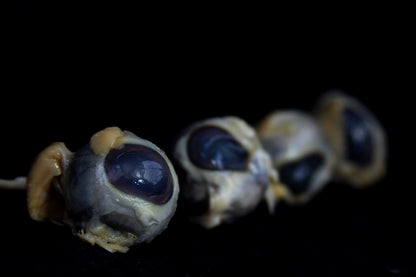Sheep Eyes Wet Specimen