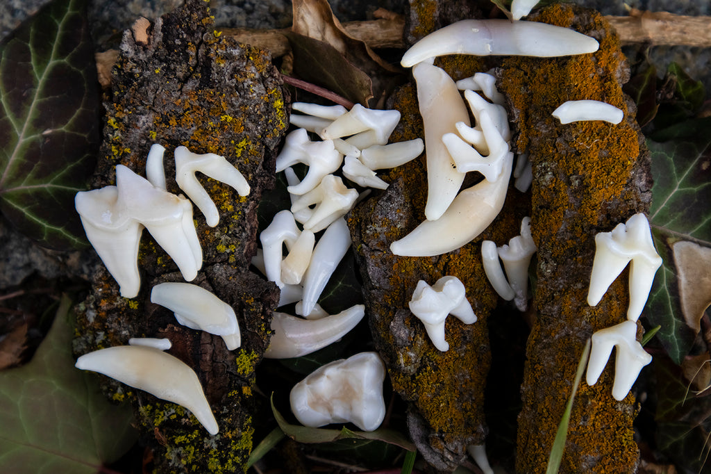 Craft Tooth Lot (50)