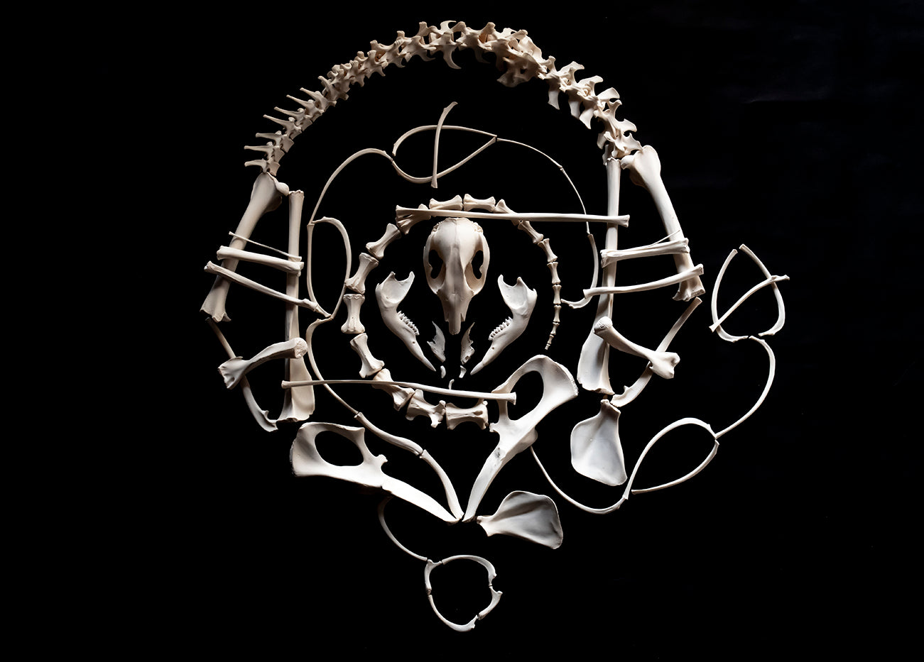 Wallaby Skeleton for Articulation