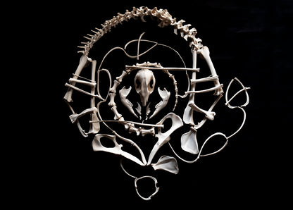 Wallaby Skeleton for Articulation