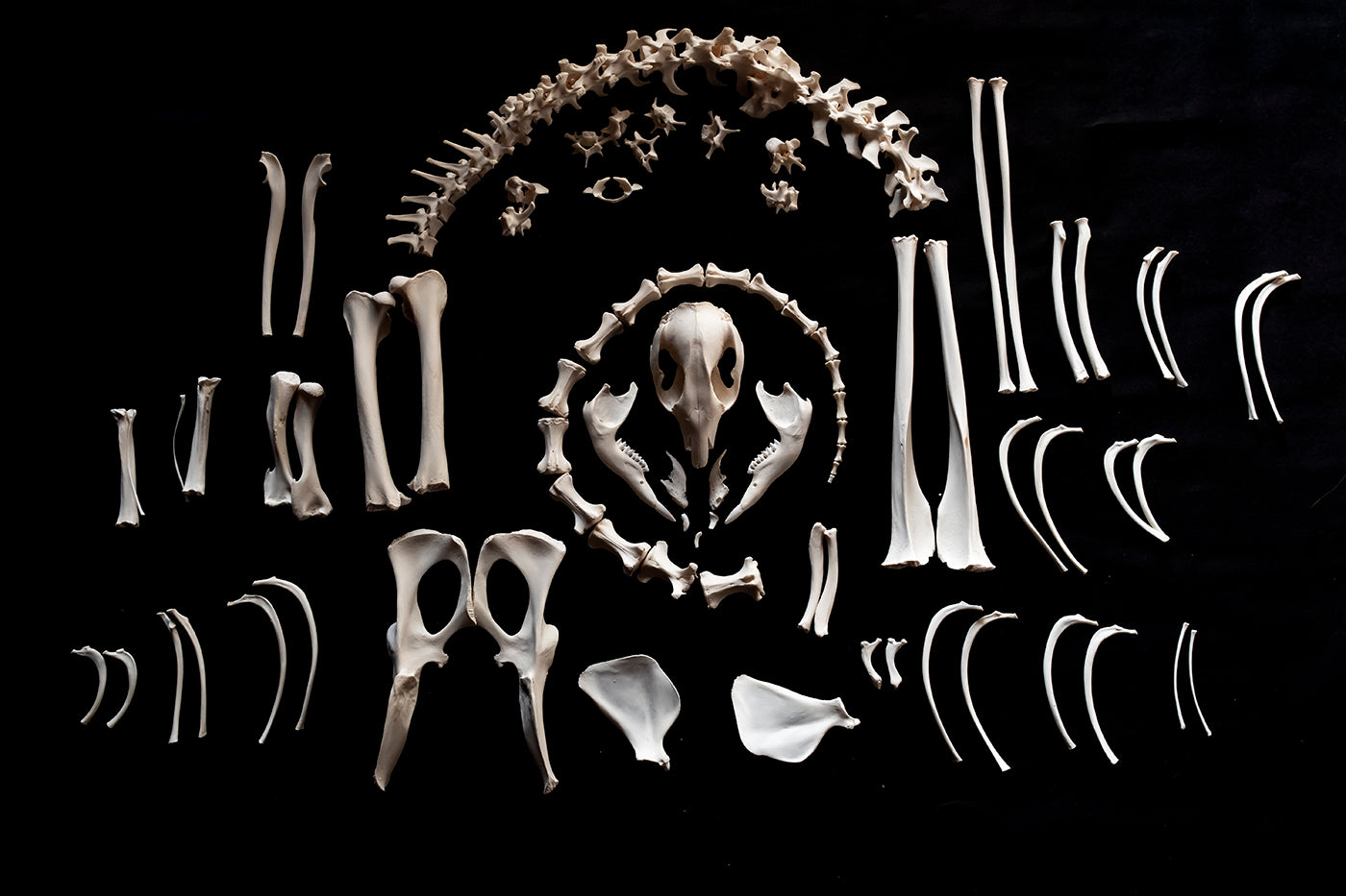 Wallaby Skeleton for Articulation