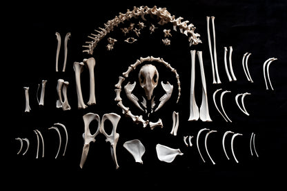 Wallaby Skeleton for Articulation