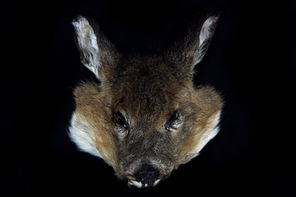 Soft Tanned Whitetail Deer Face