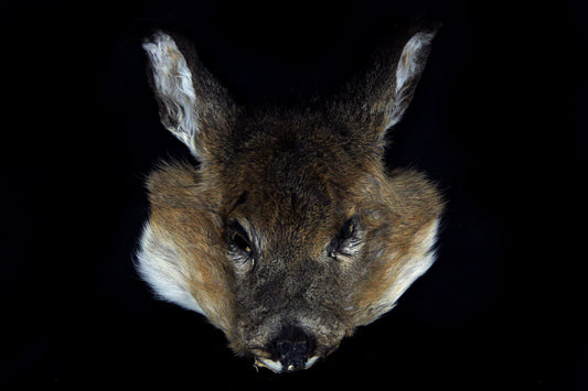 Soft Tanned Whitetail Deer Face