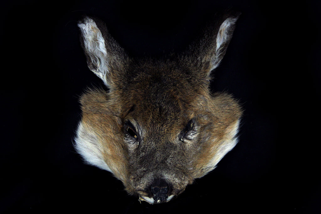 Soft Tanned Whitetail Deer Face